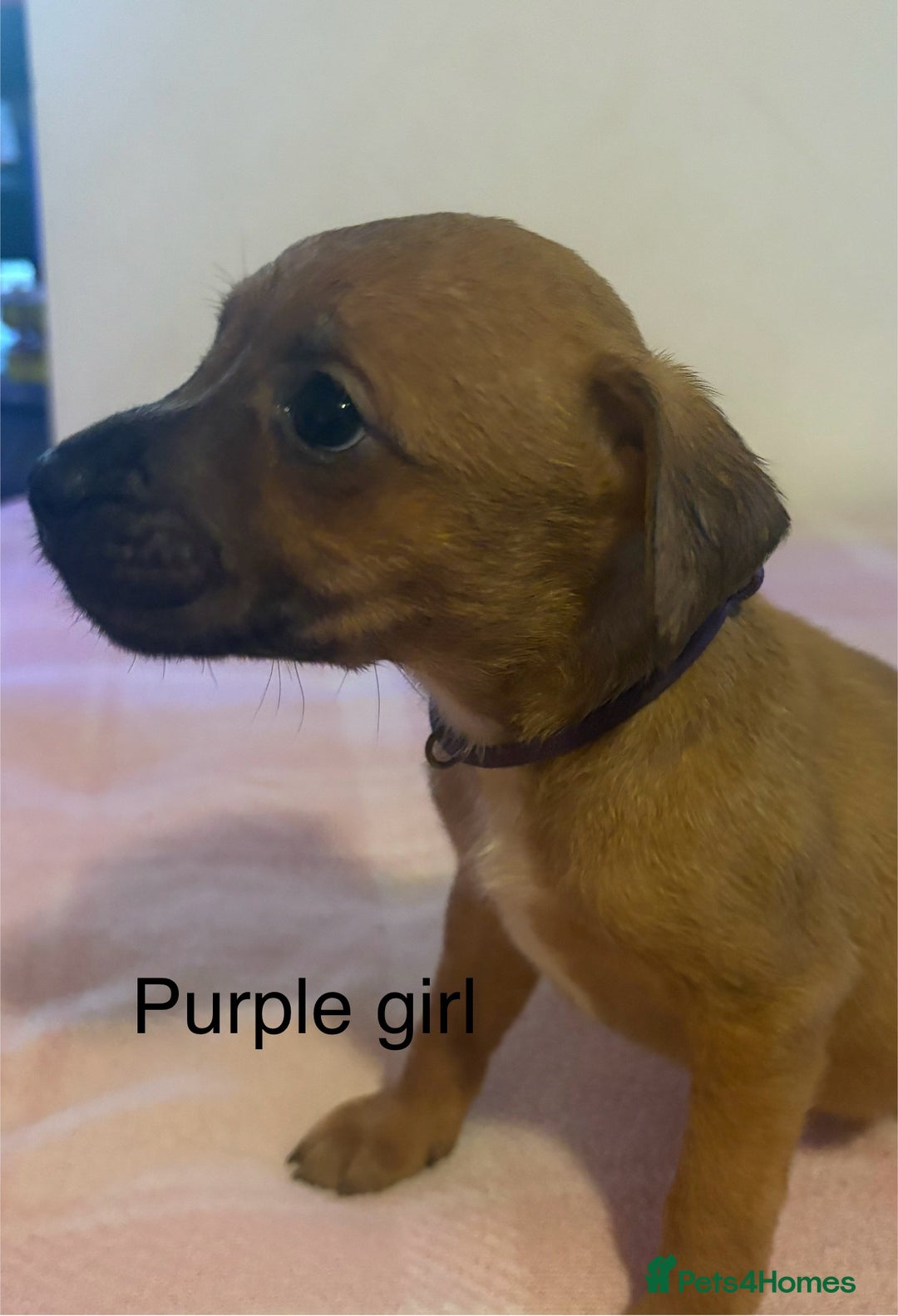 Staffordshire Bull Terrier dogs for sale: Beautiful coloured staffies - Image 6