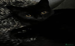 Mixed Breed cats for sale: 6 mixed breed / british shorthair kittens - Image 14