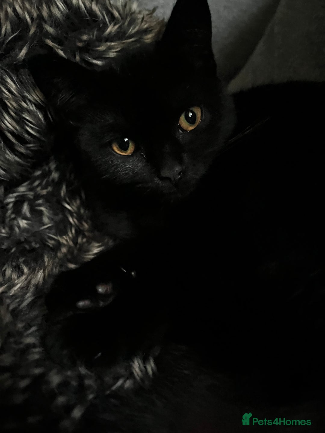 Mixed Breed cats for sale: 6 mixed breed / british shorthair kittens - Image 14