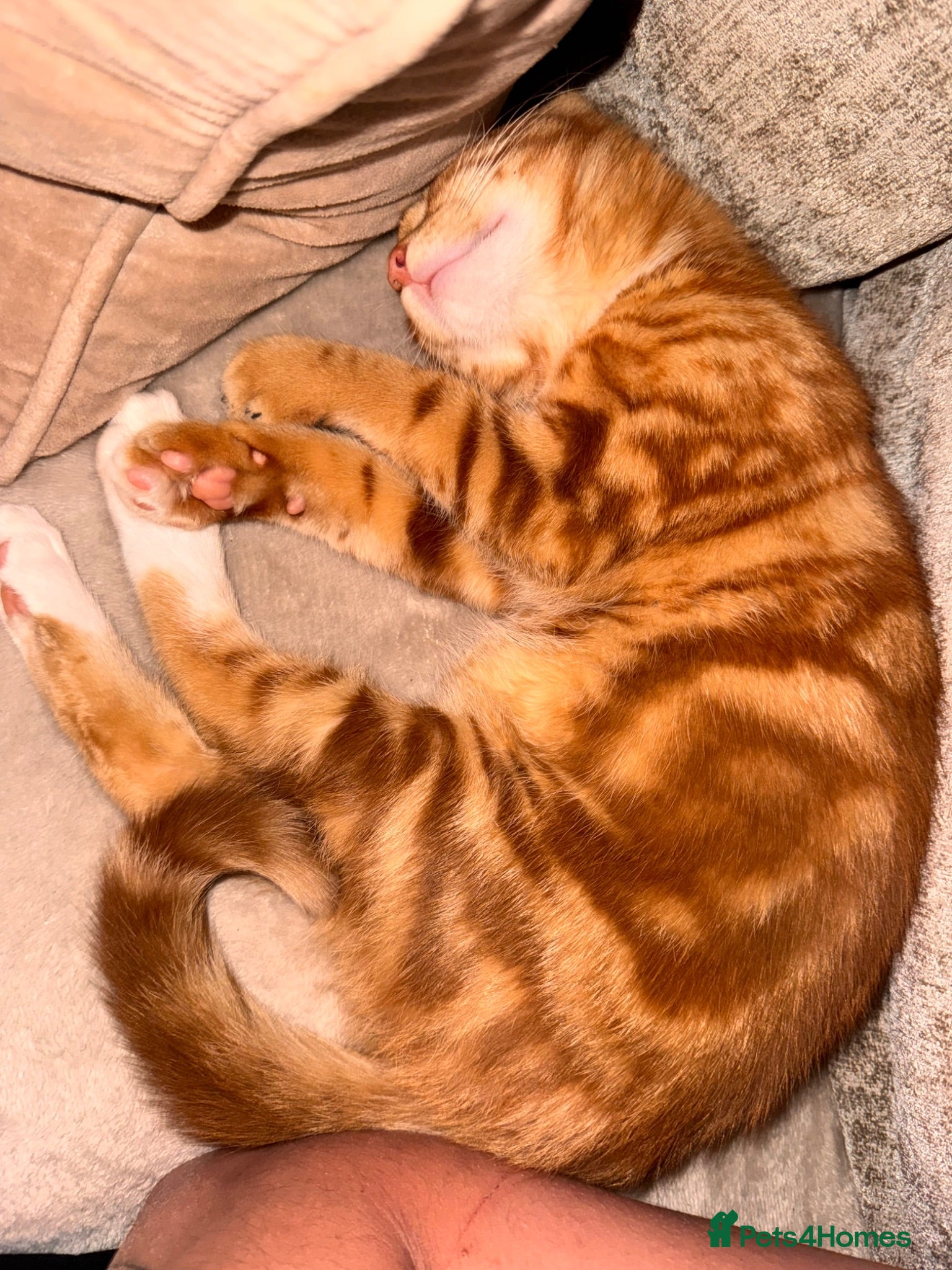 Mixed Breed cats Rehoming male cat  - Advert 1