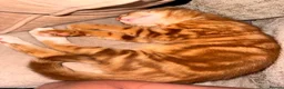 Mixed Breed cats for sale: Rehoming male cat  in Ammanford - Advert 1