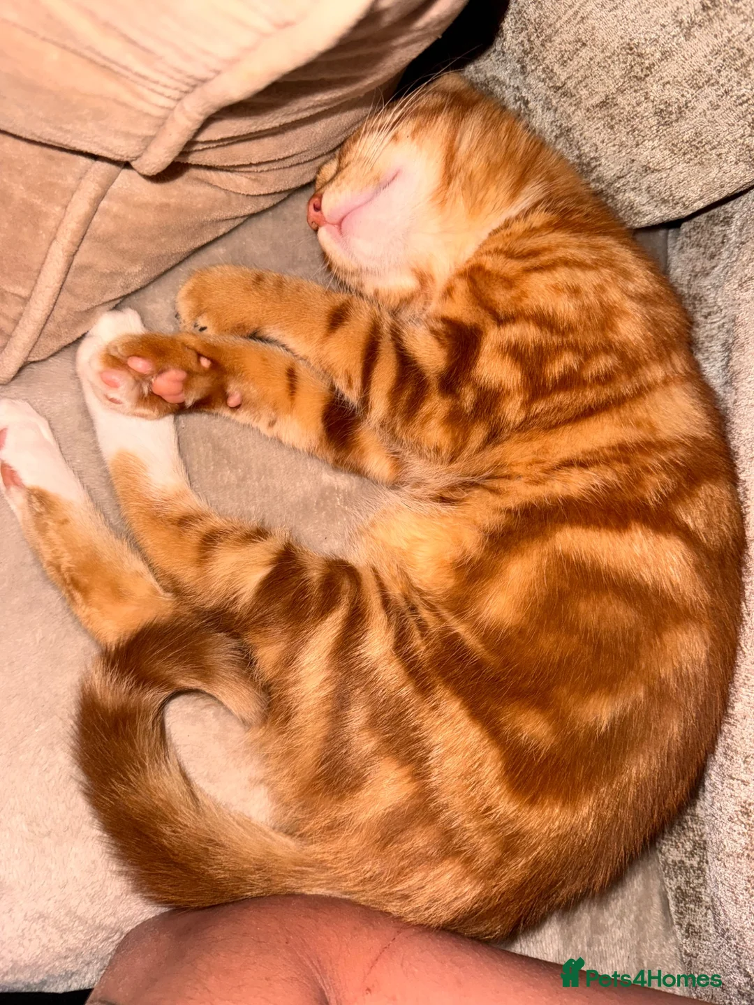 Mixed Breed cats for sale: Rehoming male cat  in Ammanford - Advert 1