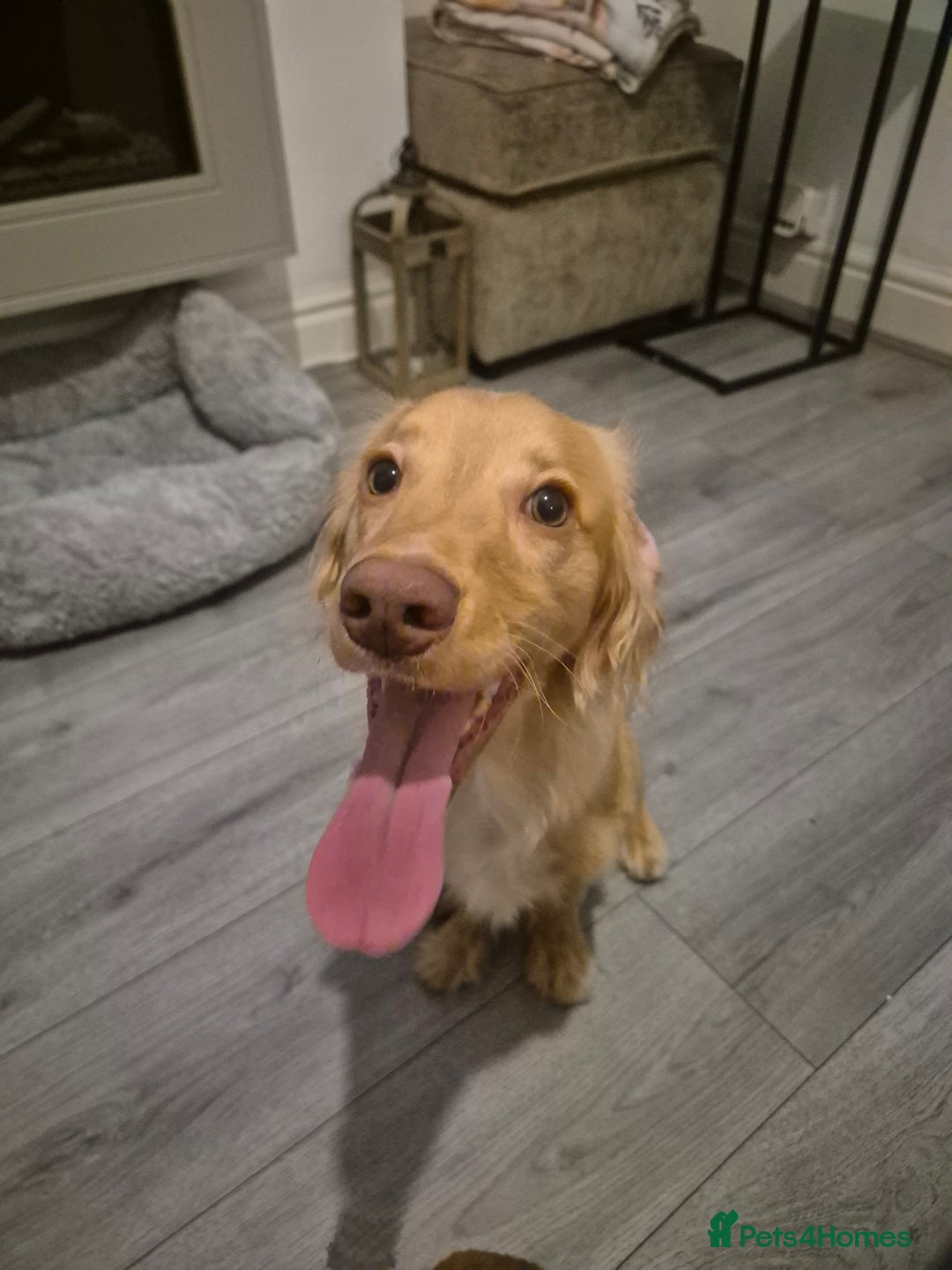 Cocker Spaniel dogs for sale: Working Cocker Spaniel  - Advert 1