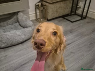 Cocker Spaniel dogs Working Cocker Spaniel - Advert 5