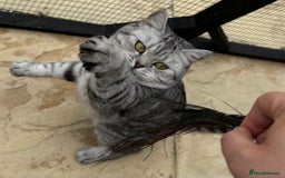 British Shorthair cats for sale: British Shorthair Silver Spotted GCCF Cat - Image 5