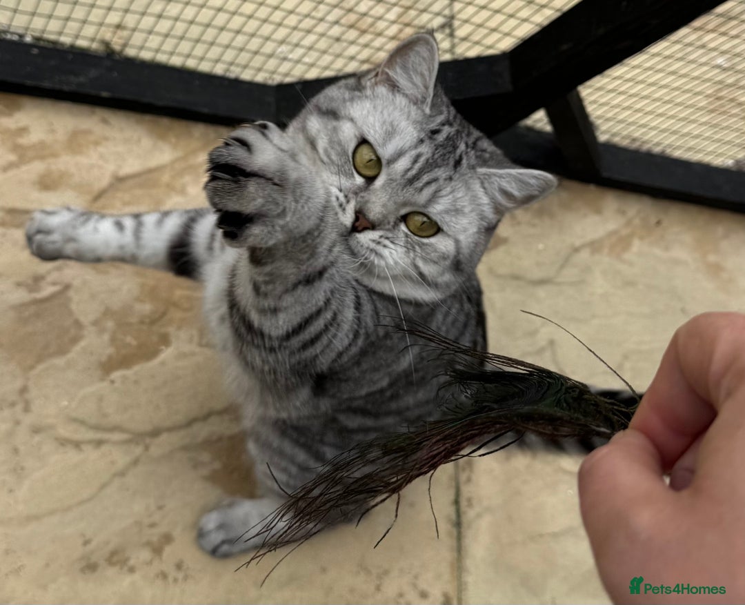 British Shorthair cats for sale: British Shorthair Silver Spotted GCCF Cat - Image 5