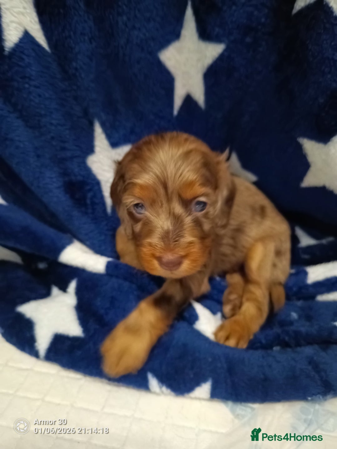 Miniature Dachshund dogs for sale: Miniature dachshund puppies  - Advert 2