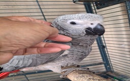 Parrots birds for sale: Hand reared baby african greys  - Image 2
