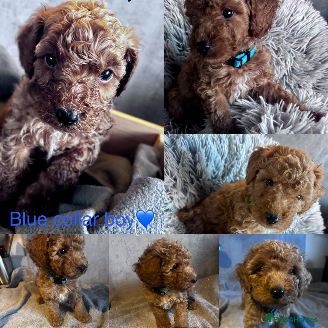 Cockapoo dogs for sale: ✨ READY SOON-Adorable F1B Cockapoo Puppies✨ - Image 2