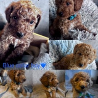 Cockapoo dogs - Advert 16