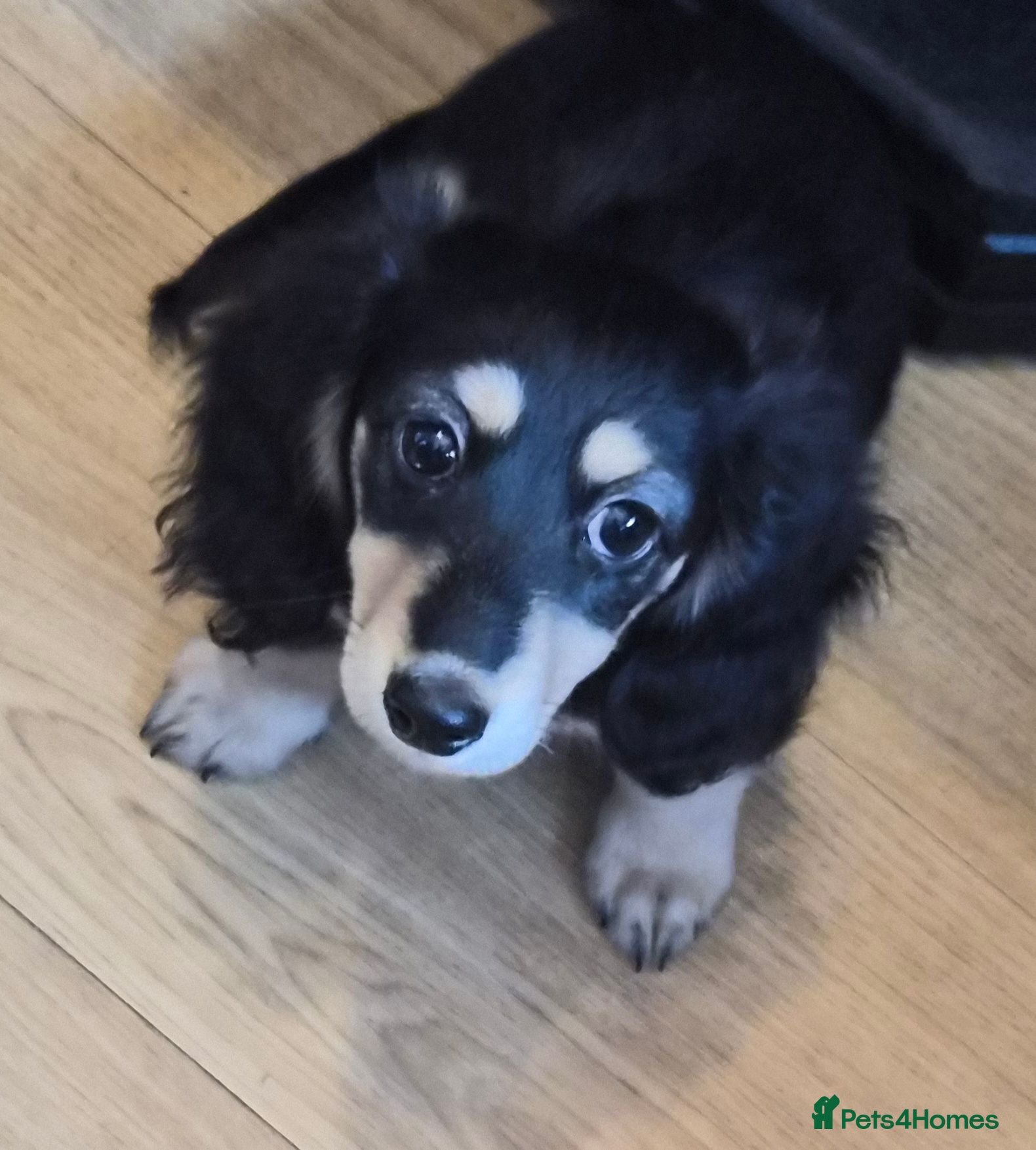 Miniature Dachshund dogs Kc reg Longhaired Miniature daschund  - Advert 4