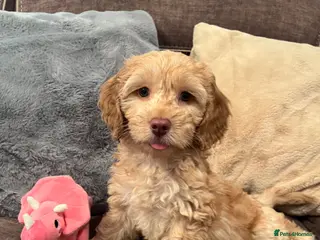 Cockapoo dogs 💙💗Gorgeous Cockapoo F1 Puppies - Advert 3