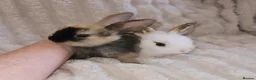 Mini Lop rabbits for sale: Baby rabbits - Advert 2
