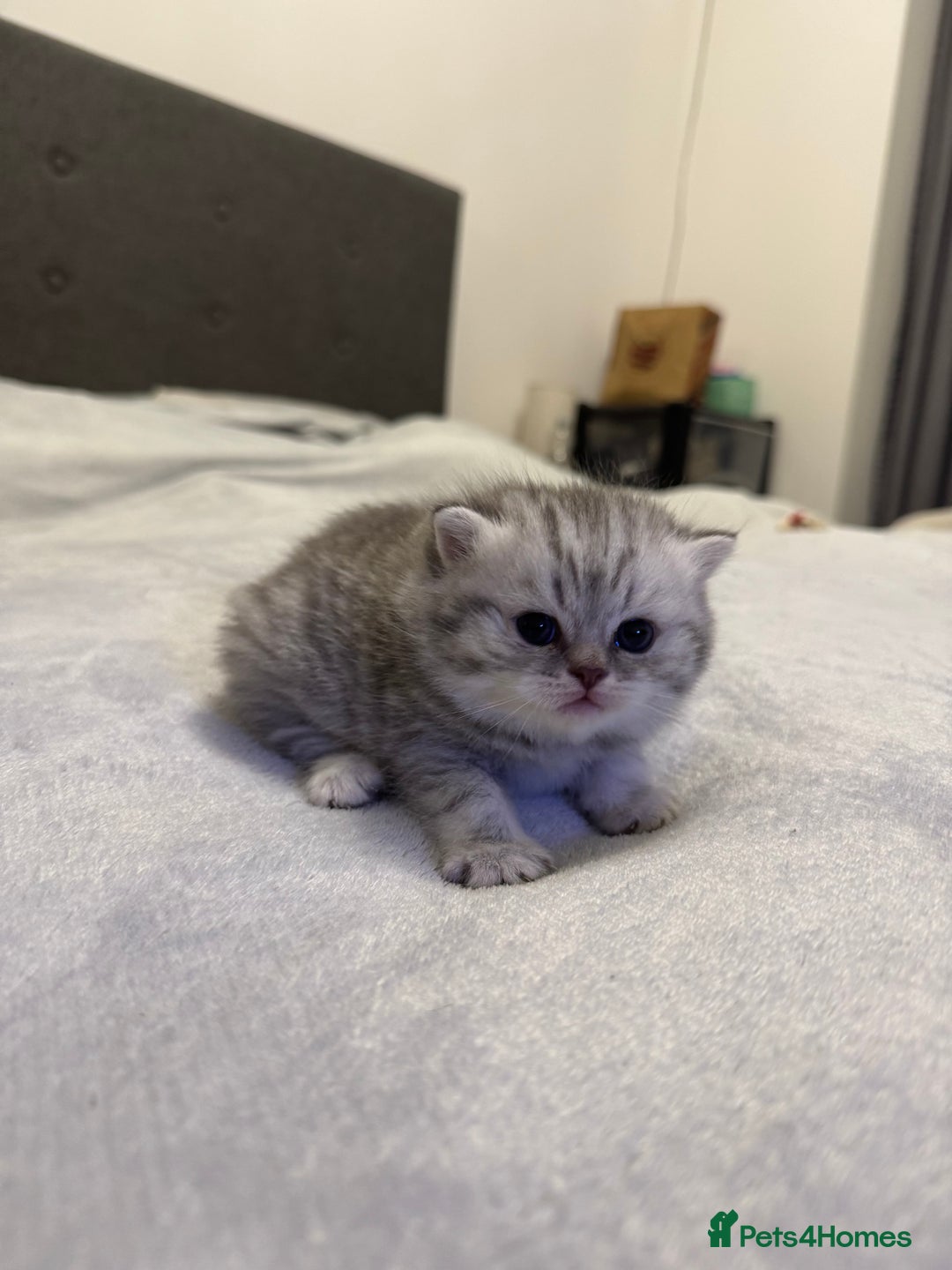Scottish Fold cats for sale: 🐾 Scottish kittens available for sale! 🐾 - Advert 3