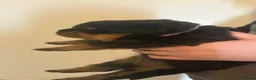 Rottweiler dogs for sale: 🤍PRADAS PUPPYS 🤍 in Wick - Advert 6