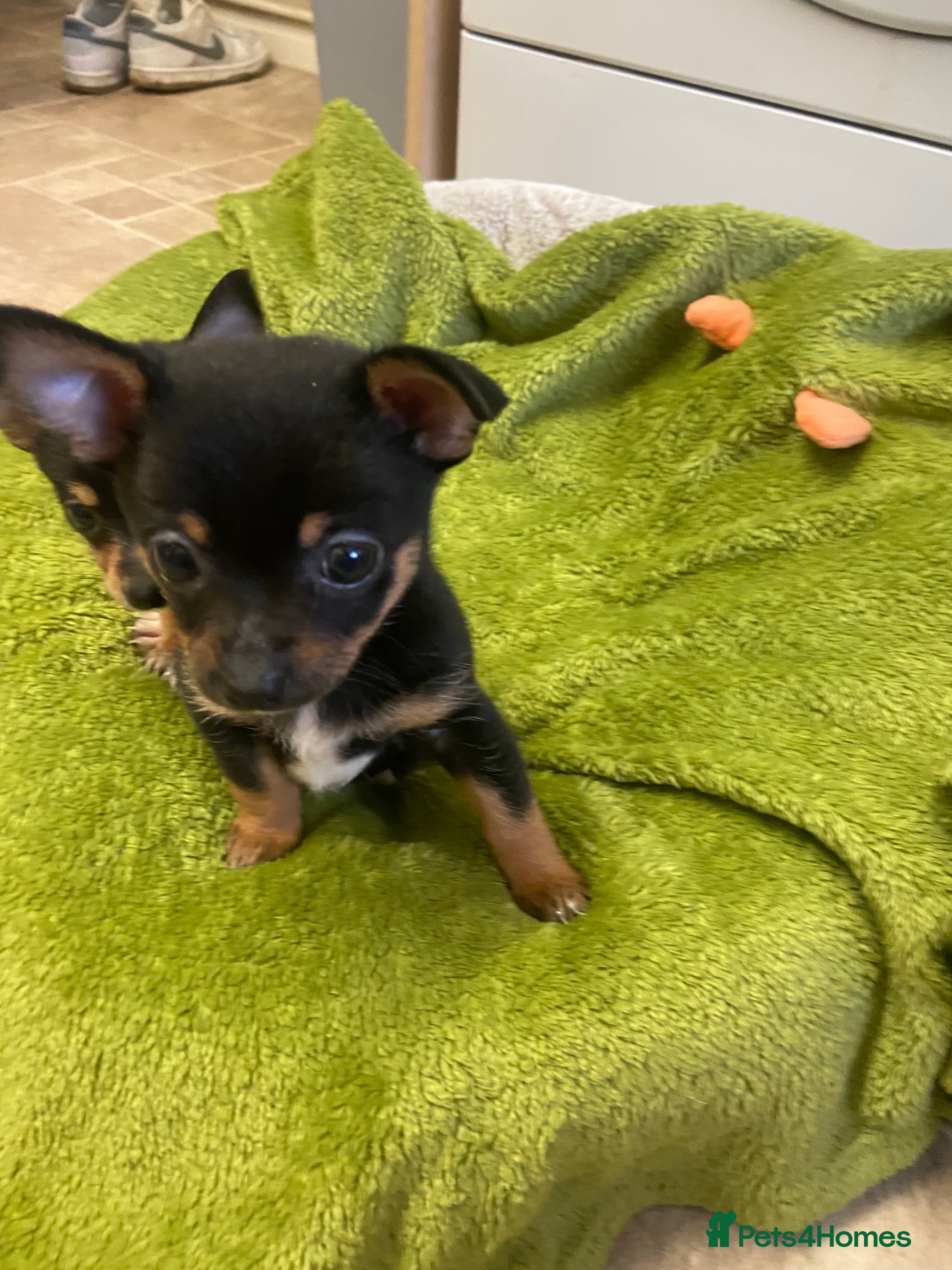 Chihuahua dogs 1 male chi pup for sale derby only 1 left !! - Advert 17