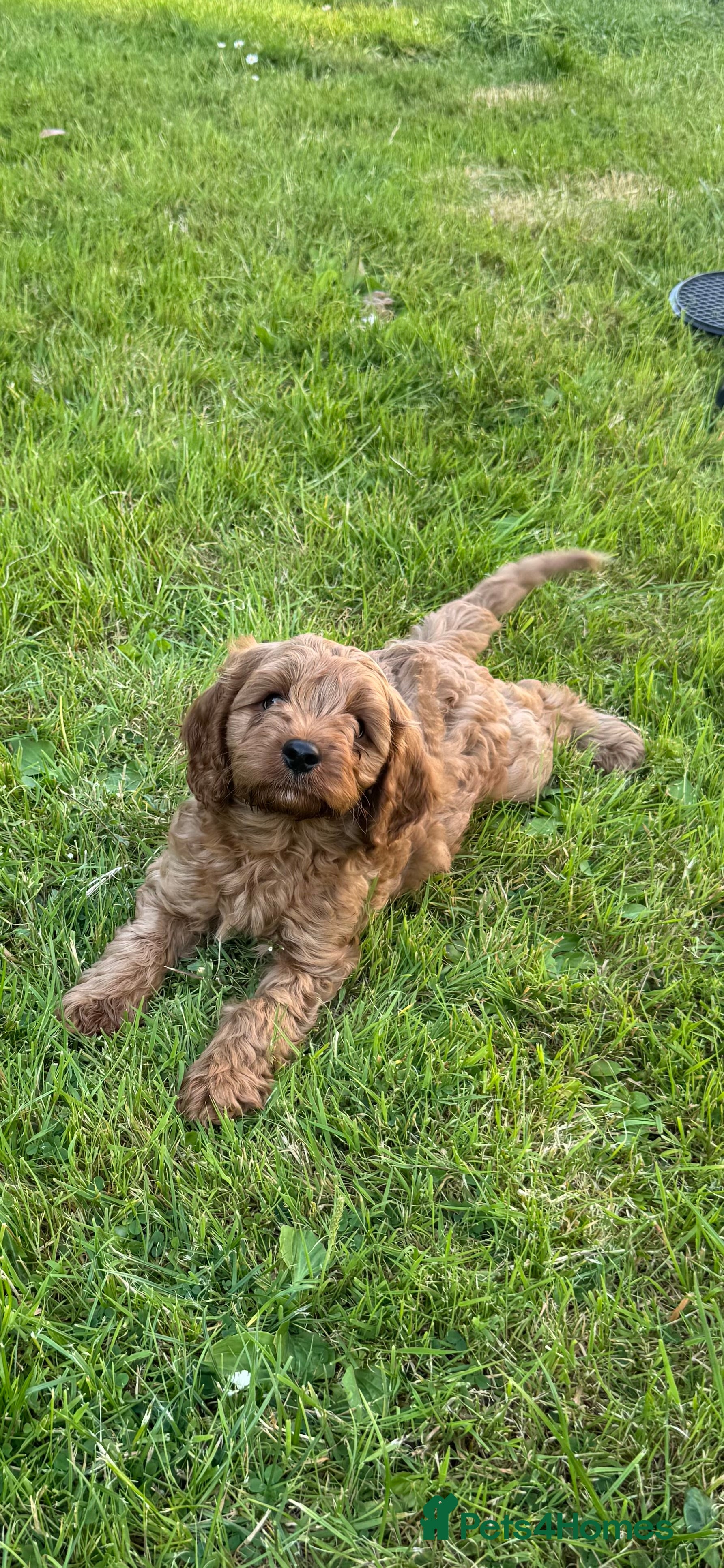 Cavapoo dogs DNA tested F1 Cavapoo puppies - Advert 2