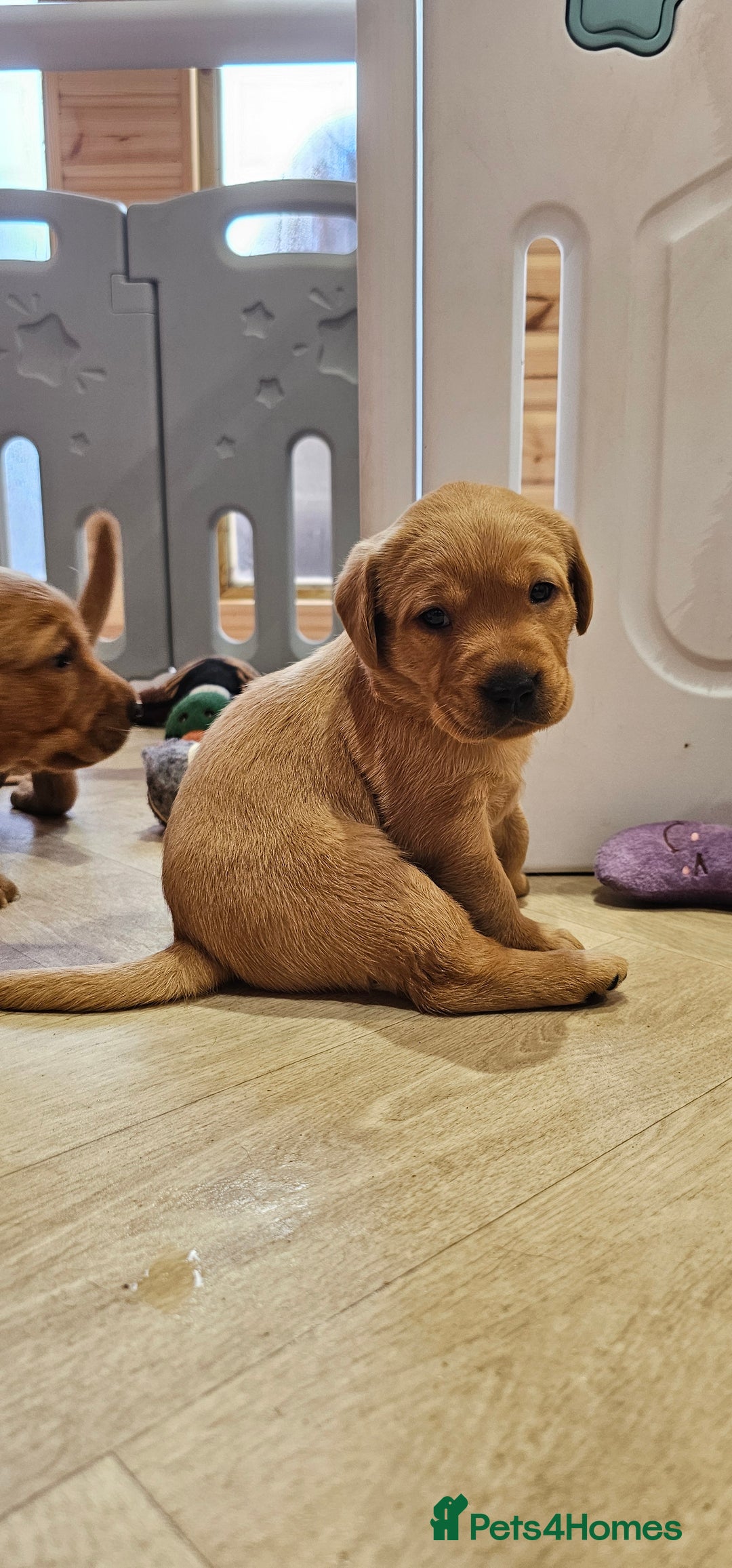 Labrador Retriever dogs for sale: 6 STUNNING KC REG FOX RED LABRADORS  - Advert 9