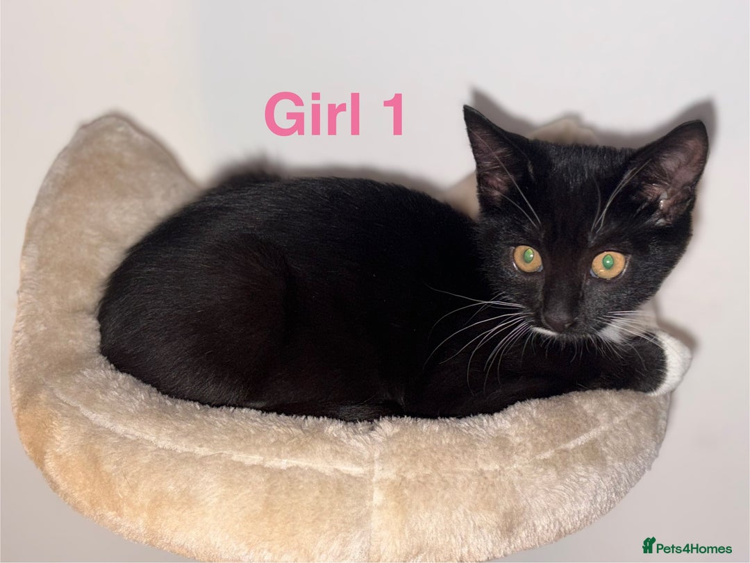 Domestic Shorthair cats for sale: 2 beautiful female kittens ready for adoption - Image 4
