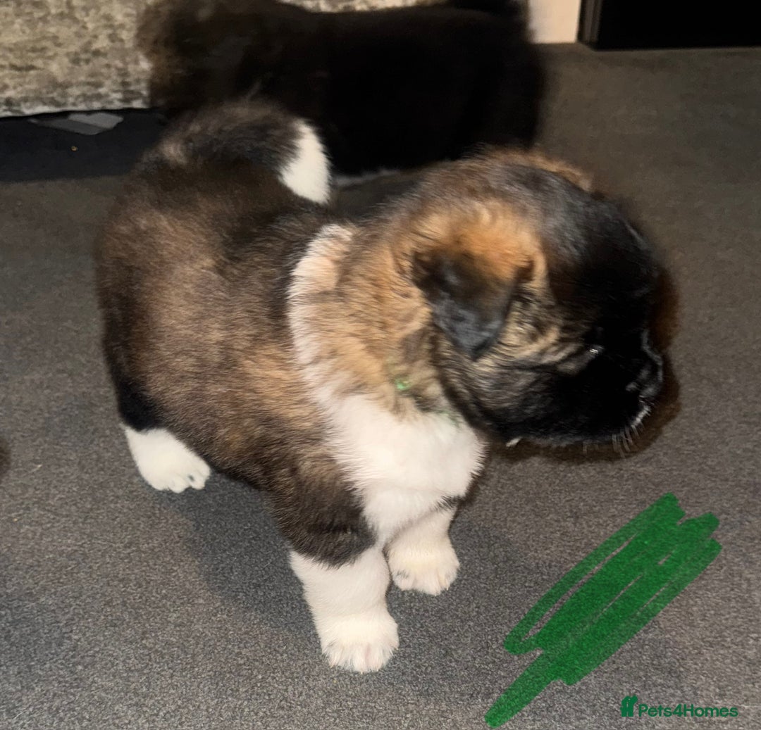 Akita dogs for sale: Akita puppies for sale  - Advert 10