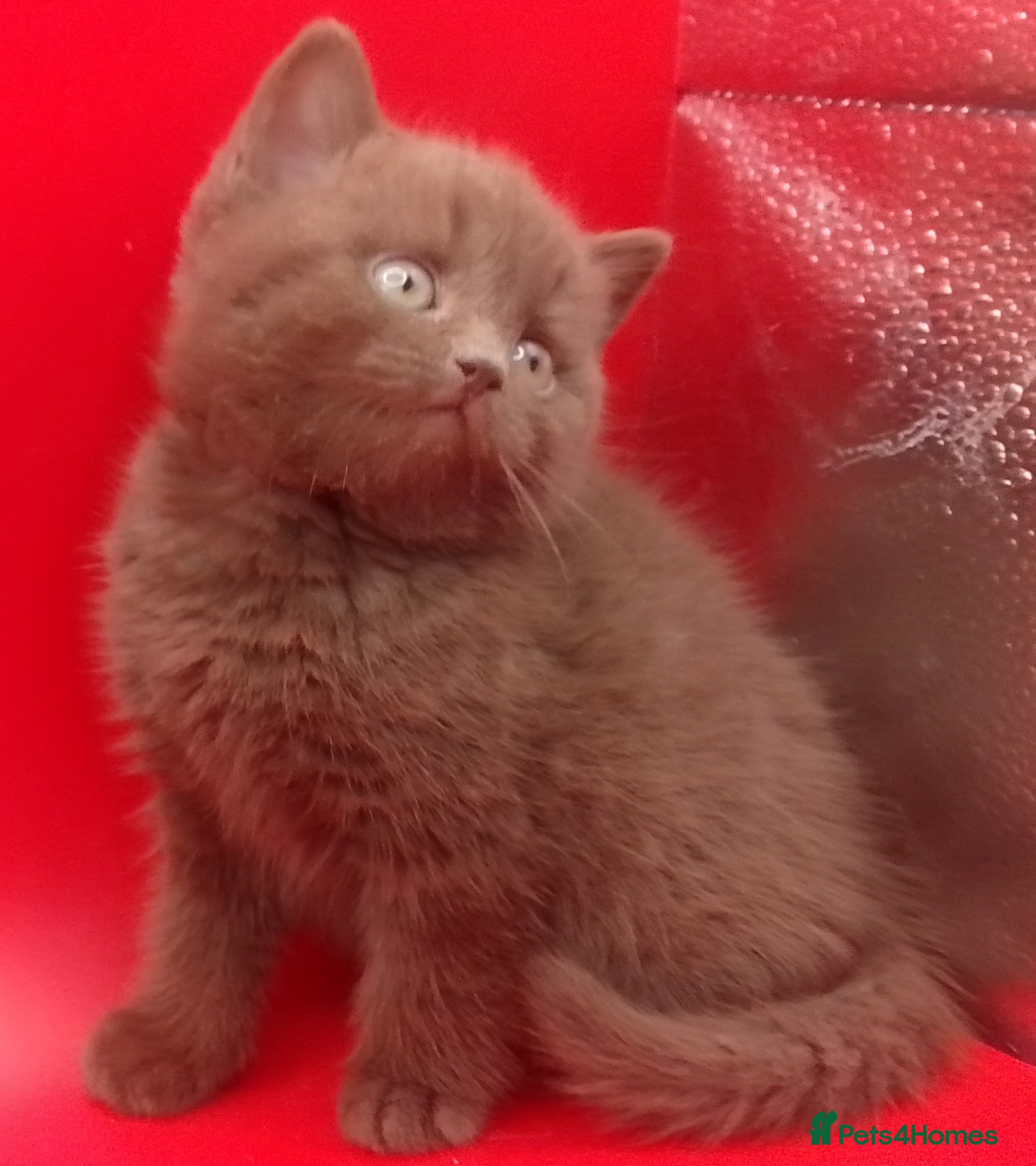 British Shorthair cats Beautiful Cinnamon Chocklate kittens  - Advert 14