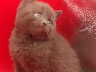 British Shorthair cats Beautiful Cinnamon Chocklate kittens - Advert 14