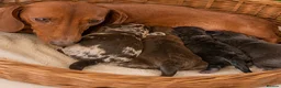 Doxiepoo dogs for sale: My beautiful F1 Doxipoo  - Advert 1