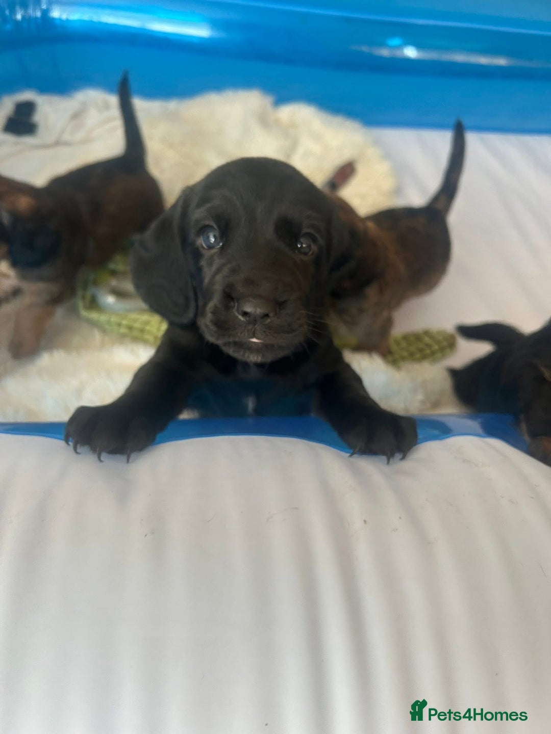 Mixed Breed dogs for sale: Bassett hound - Image 6