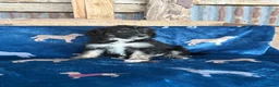 Bordoodle dogs for sale: Bordoodle puppies - Advert 13