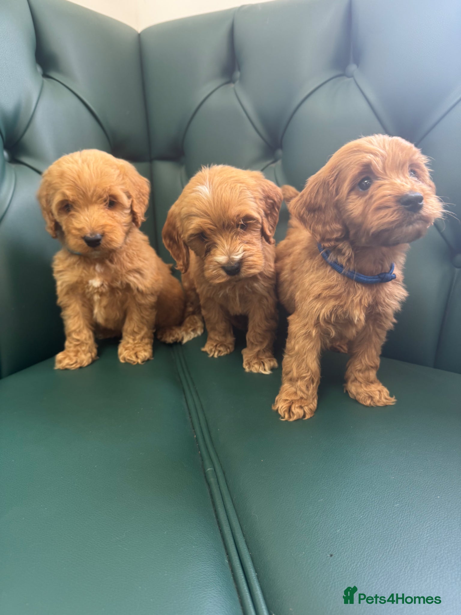 Cockapoo dogs 5⭐️ Licensed breeder. F1 cockapoo PRA Clear - Advert 2