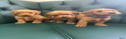 Cockapoo dogs for sale: 5⭐️ Licensed breeder. F1 cockapoo PRA Clear - Advert 2