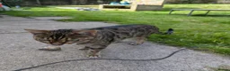 Bengal cats for sale: Bengals x 2  - Advert 2