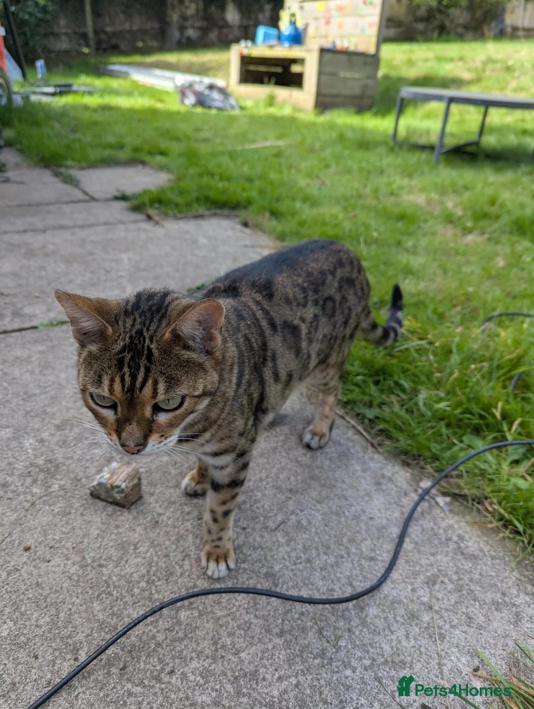 Bengal cats for sale: Bengals x 2  - Advert 2