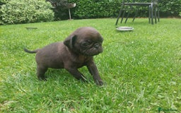 Pug dogs for sale: Pure pugs  - Image 7
