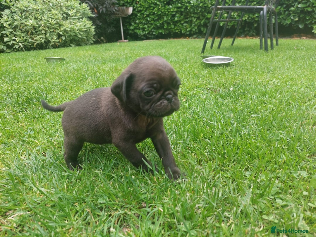 Pug dogs for sale: Pure pugs  - Image 7
