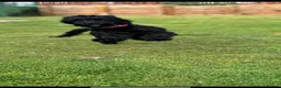 Cockapoo dogs for sale: Female cockapoo for re-home  - Advert 12