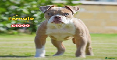 Olde English Bulldogge dogs - Advert 1