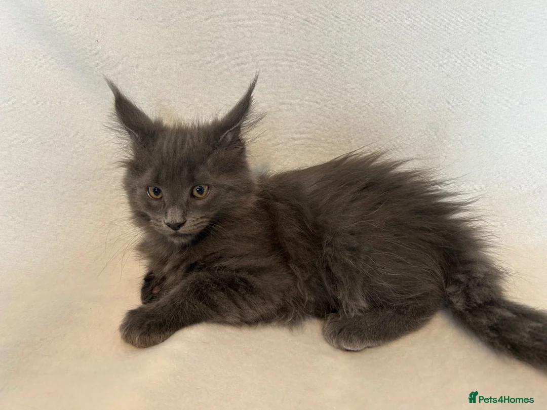 Maine Coon cats for sale: Maine Coon Kittens – 4 Available !!! - Advert 15