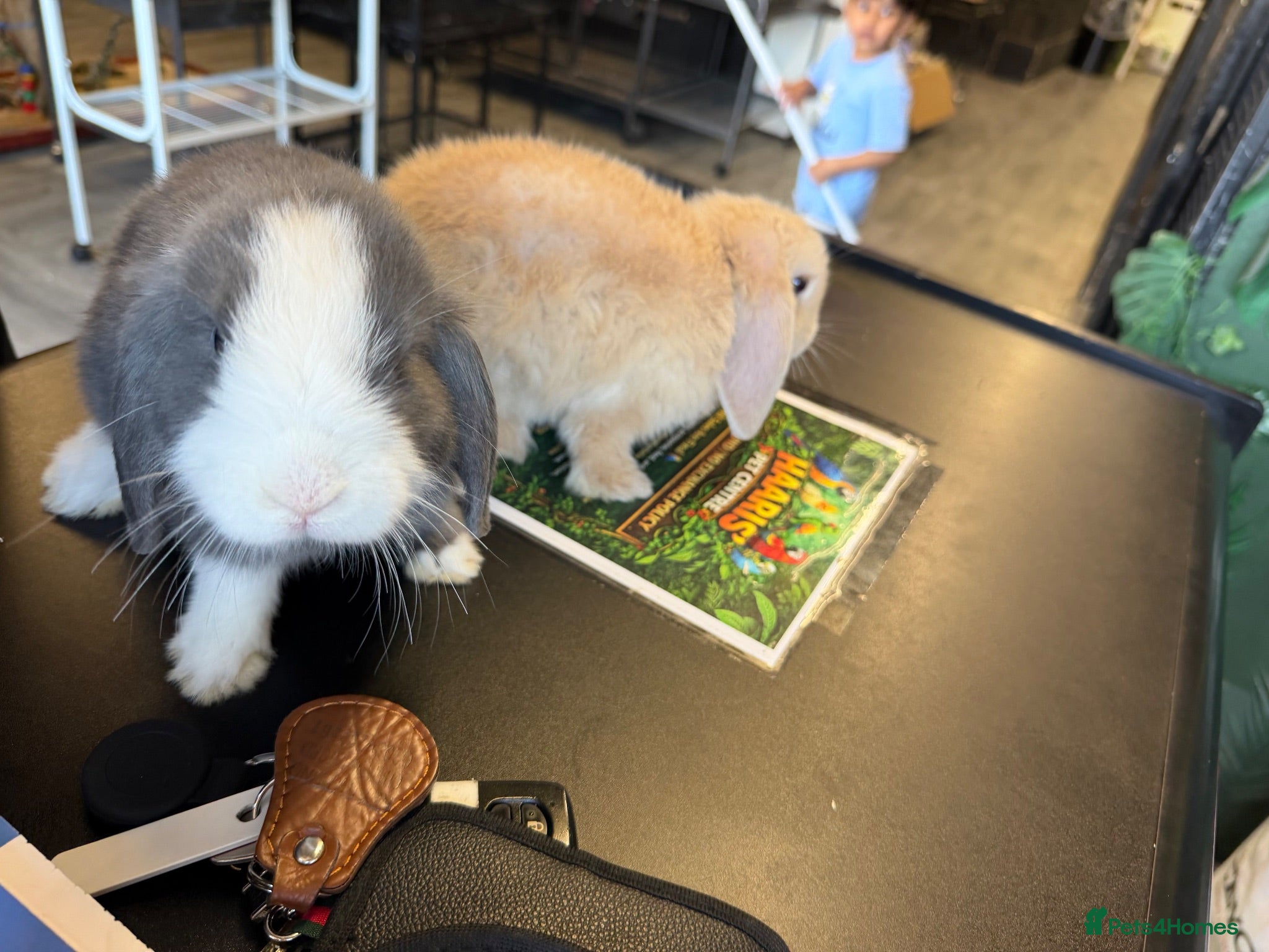 Mini Lop rabbits Gray and white mini lop  - Advert 1