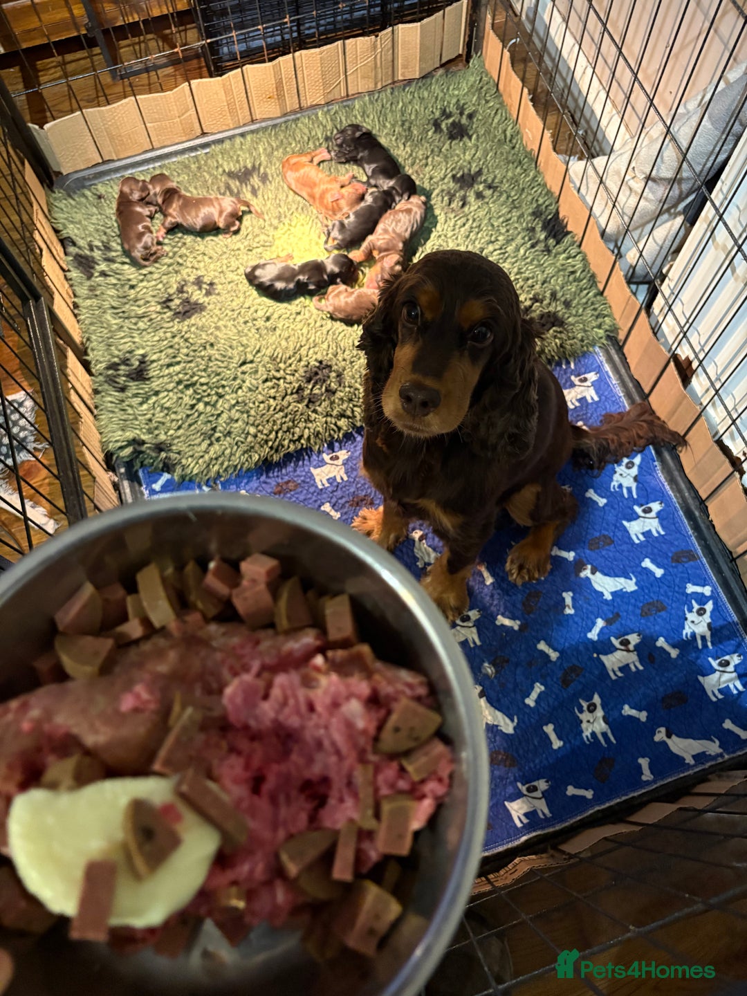Cocker Spaniel dogs for sale: Beautiful Kc reg show cocker spaniels  - Image 2