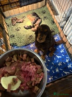 Cocker Spaniel dogs - Advert 14