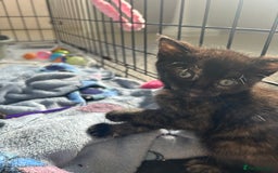 Mixed Breed cats for sale: 4 beautiful kittens looking for a forever home  - Image 7
