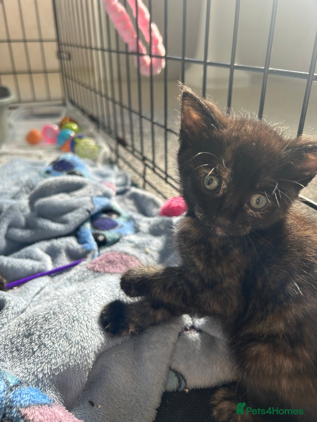 Mixed Breed cats for sale: 4 beautiful kittens looking for a forever home  - Image 7