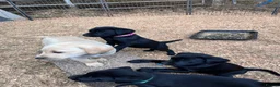 Labrador Retriever dogs for sale: KC Registered Black & Yellow Labrador Puppies - Advert 31