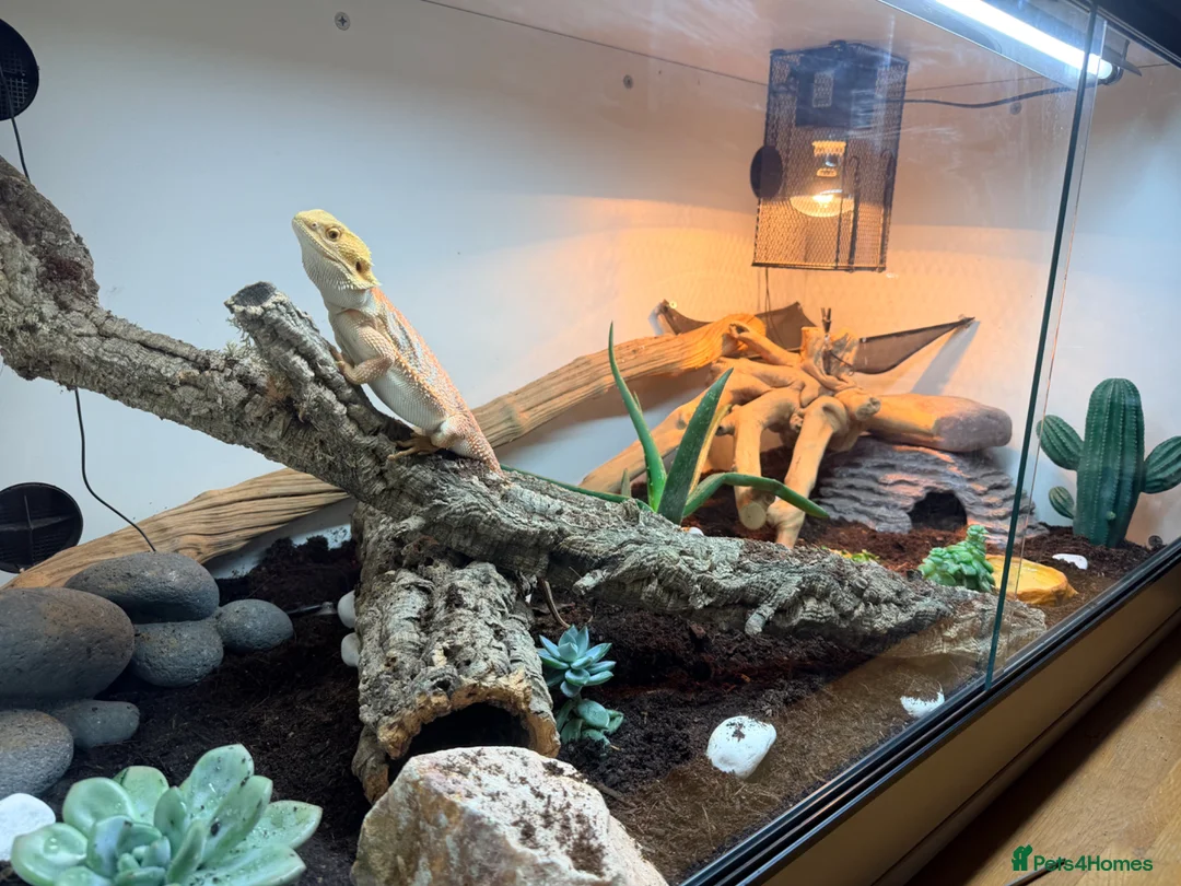 Bearded Dragon reptiles for sale: Bearded dragon - Advert 5