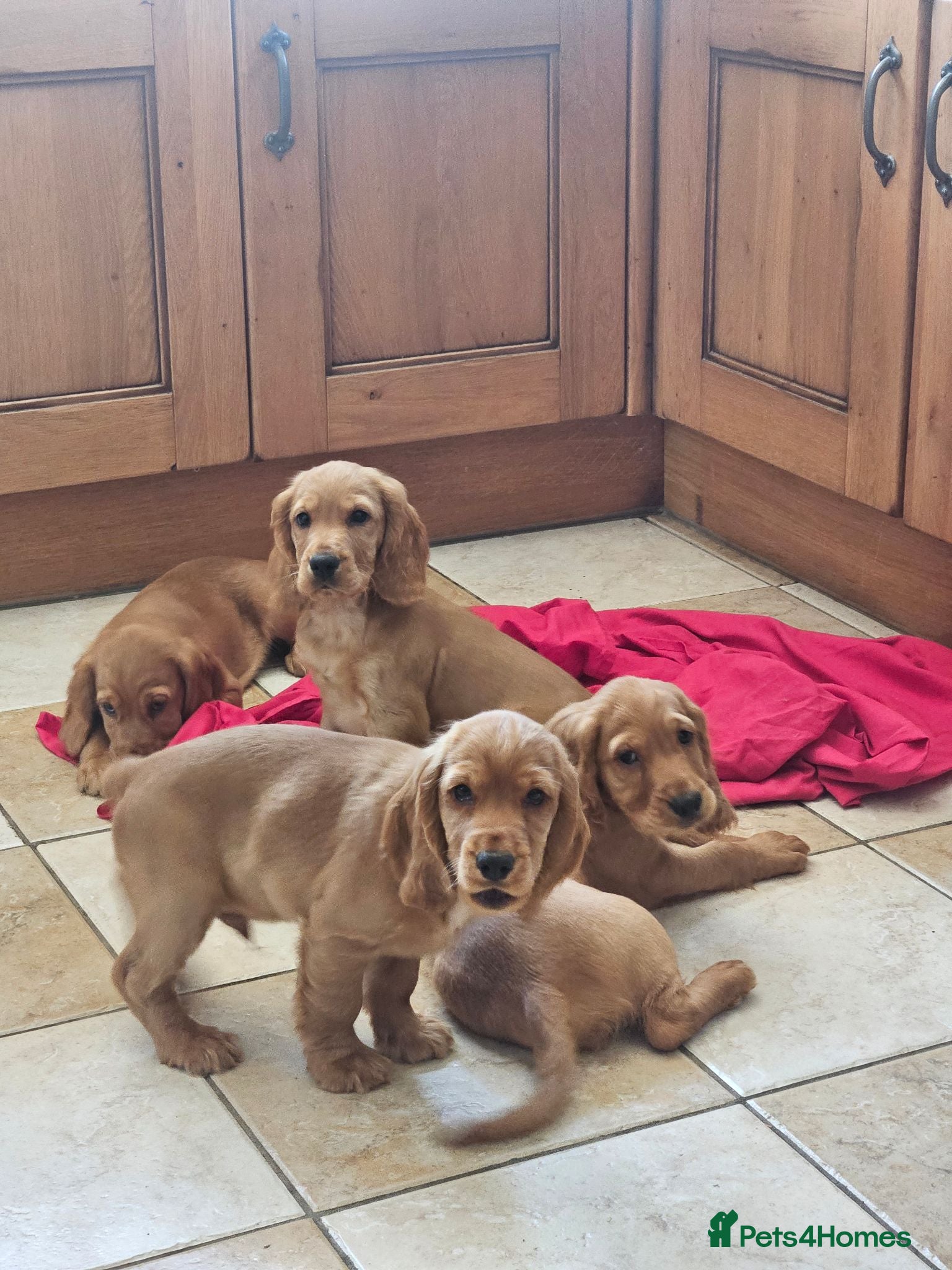 Cocker Spaniel dogs Cocker Spaniels Ready Now!!!!! - Advert 2
