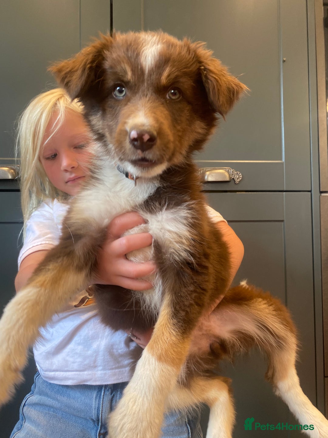 Border Collie dogs for sale: Gorgeous Sheep Dog Pups  - Image 11