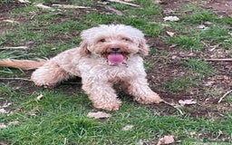 Cockapoo dogs for sale: For sale to beautiful pups  - Image 6