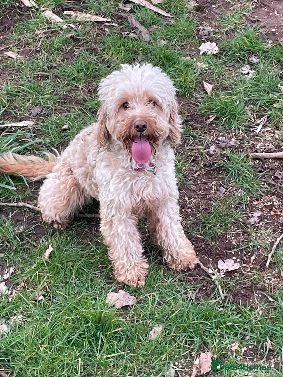 Cockapoo dogs for sale: For sale to beautiful pups  - Image 6