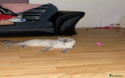 Ragdoll cats for sale: Ragdol - Image 4